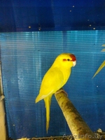 Попугаи волнистые и какарики - Изображение #1, Объявление #496886