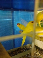 Попугаи волнистые и какарики - Изображение #3, Объявление #496886