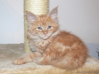 Продам котят породы МЭЙН КУН - Изображение #2, Объявление #501479