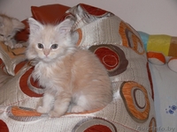 Продам котят породы МЭЙН КУН - Изображение #3, Объявление #501479