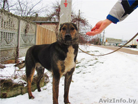 Благородный Рэнни в дар! - Изображение #5, Объявление #494057