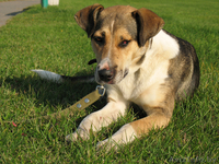 Золотая собака Гарси в дар хорошим людям - Изображение #3, Объявление #489136