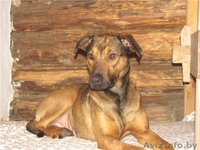 Станьте хозяином для Даночки! - Изображение #5, Объявление #484183