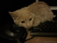 Котенок в дар, песочного цвета - Изображение #4, Объявление #518343