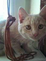 Котенок в дар, песочного цвета - Изображение #1, Объявление #518343