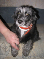 Самая позитивная собака девочка в дар! - Изображение #2, Объявление #494985