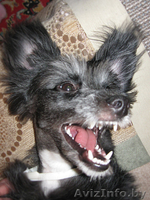 Самая позитивная собака девочка в дар! - Изображение #5, Объявление #494985