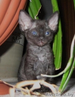 Очаровательные эльфы - Изображение #3, Объявление #485930