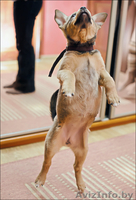 Ищем новых хозяев! - Изображение #1, Объявление #487509