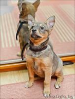 Ищем новых хозяев! - Изображение #2, Объявление #487509