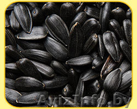 Продам кондитерский подсолнечник Лакомка - Изображение #2, Объявление #518895