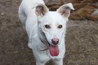 Замечательная собака в дар - Изображение #1, Объявление #483857