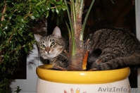 кошечка ищет новых хозяев - Изображение #1, Объявление #487413