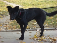 Чернушка Ирма ищет добрых хозяев - Изображение #2, Объявление #506590