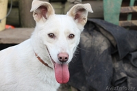 Замечательная собака в дар - Изображение #3, Объявление #483857