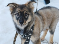 Очаровашка Жули в дар! Щеночек, 3 месяца. - Изображение #1, Объявление #542278