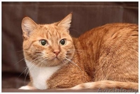 Сандра - рыжая кошка в добрые руки, в дар.  - Изображение #2, Объявление #521118