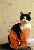 Марфуша - кошка с янтарно-медовыми глазами, в добрые руки в дар. - Изображение #1, Объявление #527211