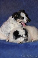 3 щенка под машиной - Изображение #1, Объявление #527255