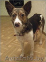 Дизайнерская эксклюзивная собака ищет дом и любящих хозяев!!! - Изображение #1, Объявление #528136