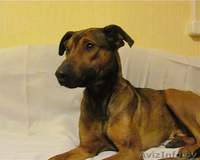 Станьте хозяином для Даночки! - Изображение #7, Объявление #484183