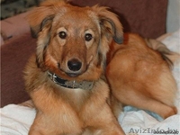 Сержи-красавица в добрые руки - Изображение #2, Объявление #550352