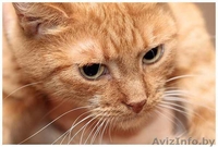 Сандра - рыжая кошка в добрые руки, в дар.  - Изображение #1, Объявление #521118