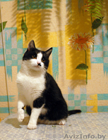 Марфуша - кошка с янтарно-медовыми глазами, в добрые руки в дар. - Изображение #2, Объявление #527211