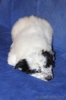 3 щенка под машиной - Изображение #2, Объявление #527255