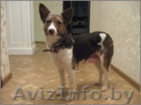 Дизайнерская эксклюзивная собака ищет дом и любящих хозяев!!! - Изображение #2, Объявление #528136