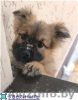 ЩЕНОК ИЩЕТ ХОЗЯИНА - Изображение #1, Объявление #542010