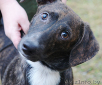 Тиграша  - шебутной  подросток - Изображение #2, Объявление #546156