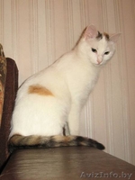 Белый котенок (10 мес.) с полосатым хвостом - кошка Василиса в дар - Изображение #1, Объявление #526679