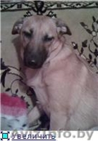 Найден щенок, ищет новый дом и тепло! - Изображение #2, Объявление #526392