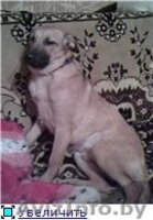 Найден щенок,ищет любящего хозяина! - Изображение #1, Объявление #525118