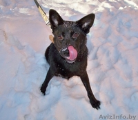 Чудесная собака в добрые руки - Изображение #1, Объявление #551604