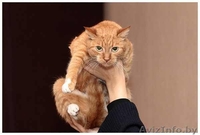 Сандра - рыжая кошка в добрые руки, в дар.  - Изображение #3, Объявление #521118