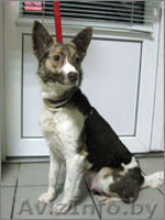 Дизайнерская эксклюзивная собака ищет дом и любящих хозяев!!! - Изображение #3, Объявление #528136