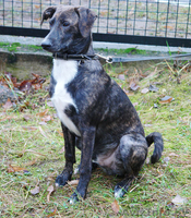 Тиграша  - шебутной  подросток - Изображение #3, Объявление #546156