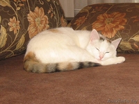 Белый котенок (10 мес.) с полосатым хвостом - кошка Василиса в дар - Изображение #2, Объявление #526679