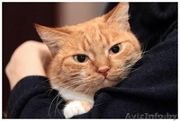 Сандра - рыжая кошка в добрые руки, в дар.  - Изображение #4, Объявление #521118