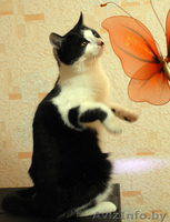 Марфуша - кошка с янтарно-медовыми глазами, в добрые руки в дар. - Изображение #3, Объявление #527211