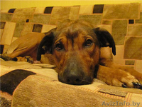 Станьте хозяином для Даночки! - Изображение #8, Объявление #484183