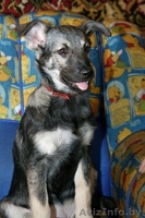 Ласковая девочка-щенок – в дар!!! - Изображение #1, Объявление #528362