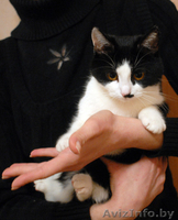 Марфуша - кошка с янтарно-медовыми глазами, в добрые руки в дар. - Изображение #4, Объявление #527211