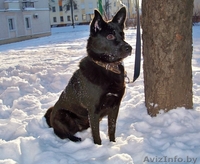 Чудесная собака в добрые руки - Изображение #2, Объявление #551604