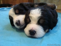 Швейцарская горная овчарка - Изображение #3, Объявление #285617