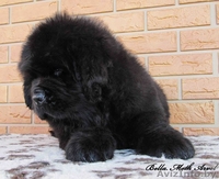 щенки ньюфаундленда в питомнике "Бэлла Мосс" - Изображение #3, Объявление #522591