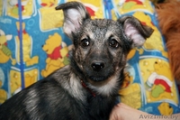 Ласковая девочка-щенок – в дар!!! - Изображение #2, Объявление #528362