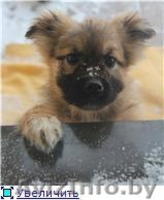 ЩЕНОК ИЩЕТ ХОЗЯИНА - Изображение #2, Объявление #542010